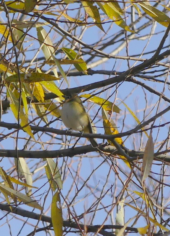 Blue-headed Vireo - ML644949107