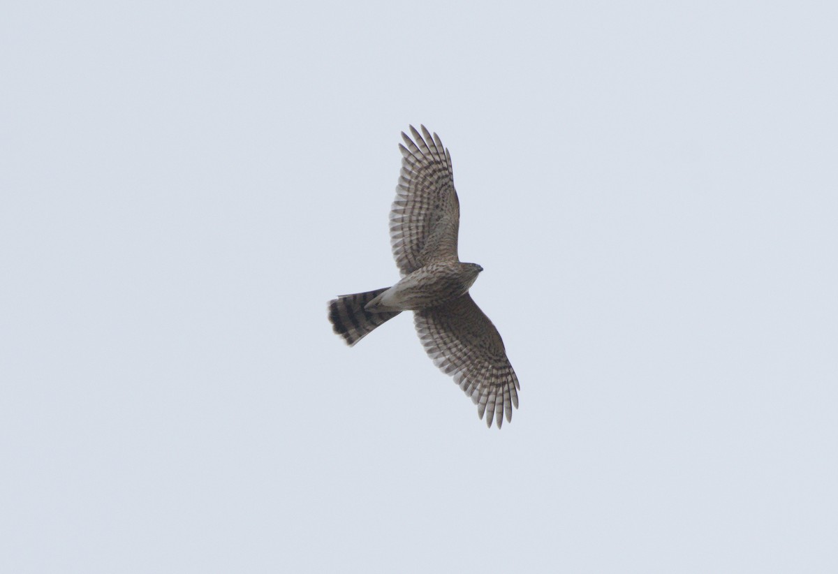 Sharp-shinned Hawk - ML644949109