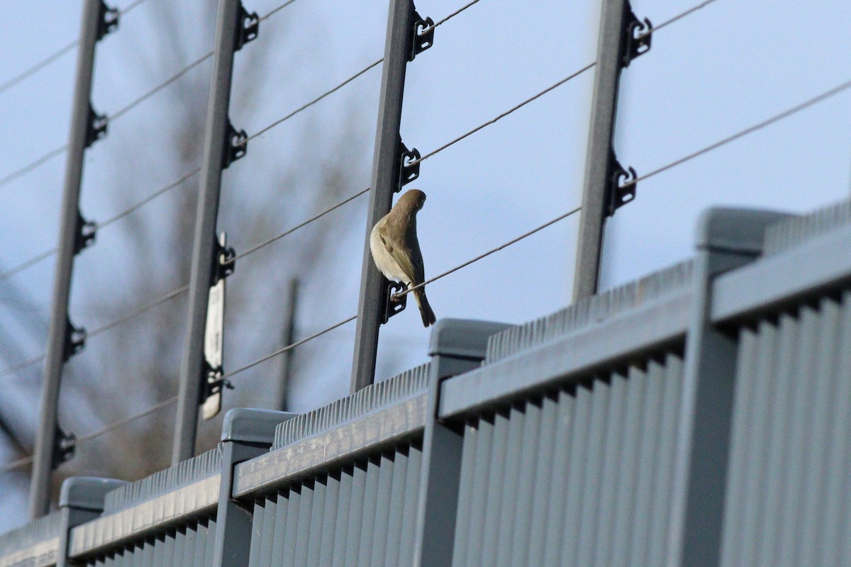 budníček menší (ssp. tristis) - ML644949110