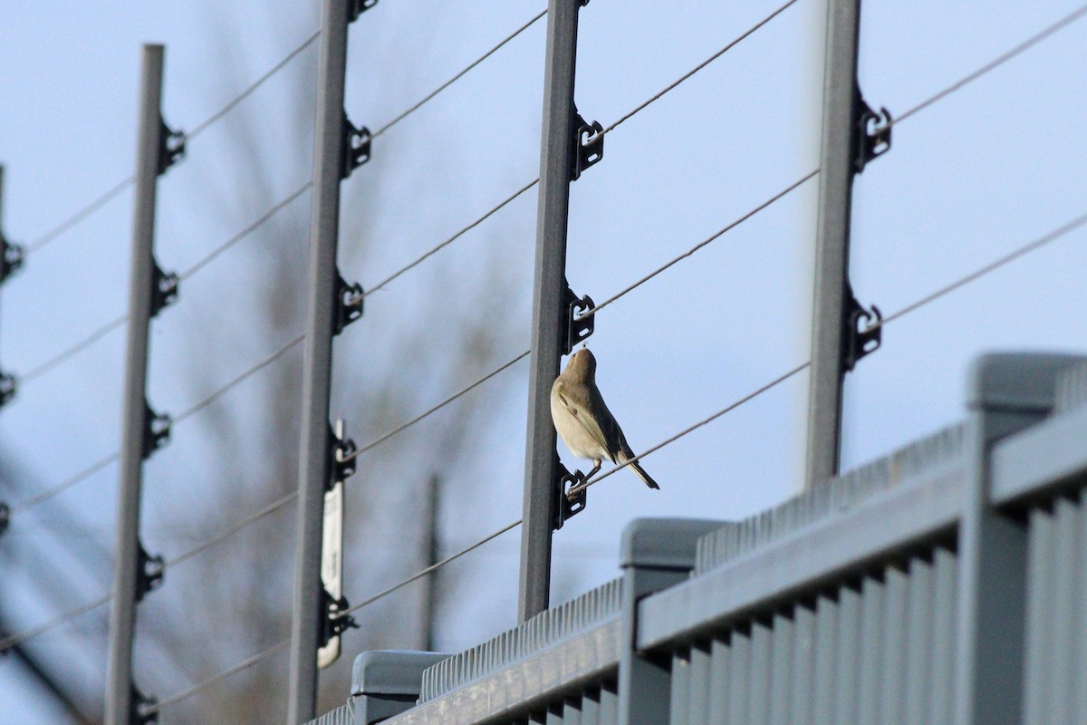 budníček menší (ssp. tristis) - ML644949111