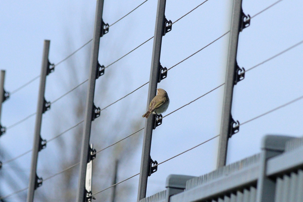 budníček menší (ssp. tristis) - ML644949112