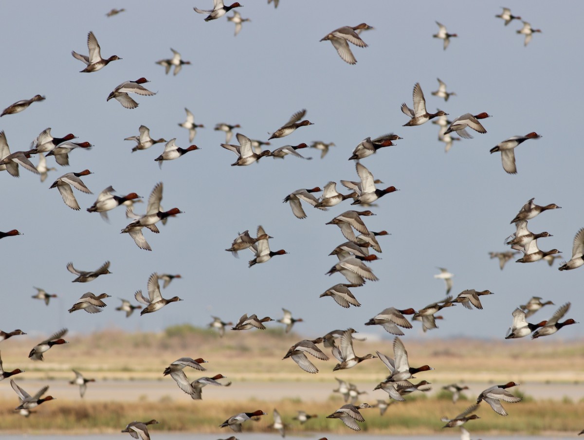 Redhead - ML644949119