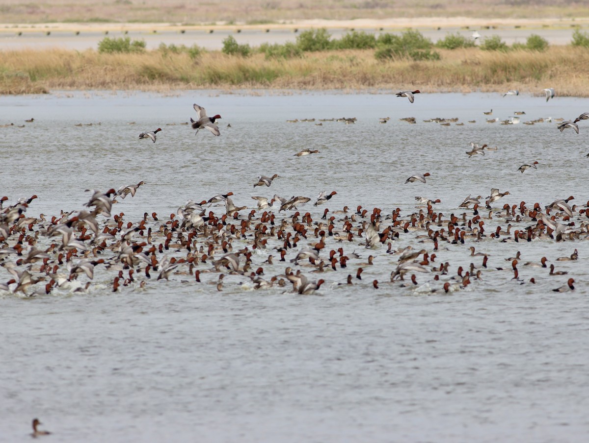 Redhead - ML644949120