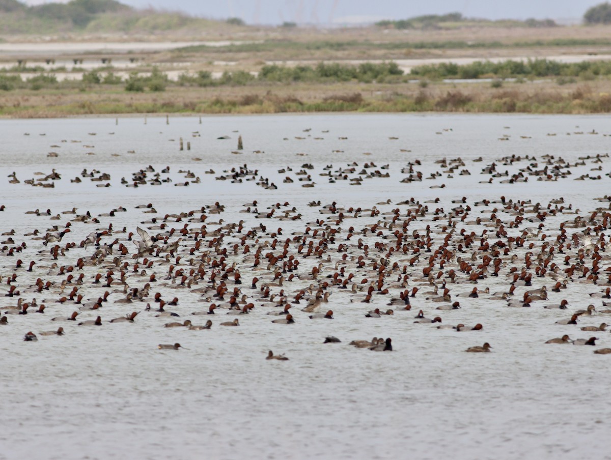 Redhead - ML644949121