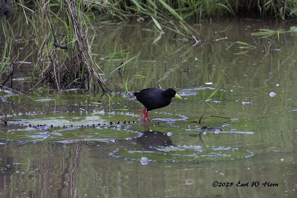 Black Crake - ML644949135