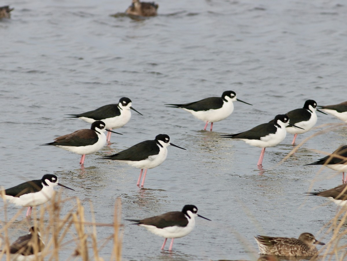 Black-necked Stilt - ML644949143