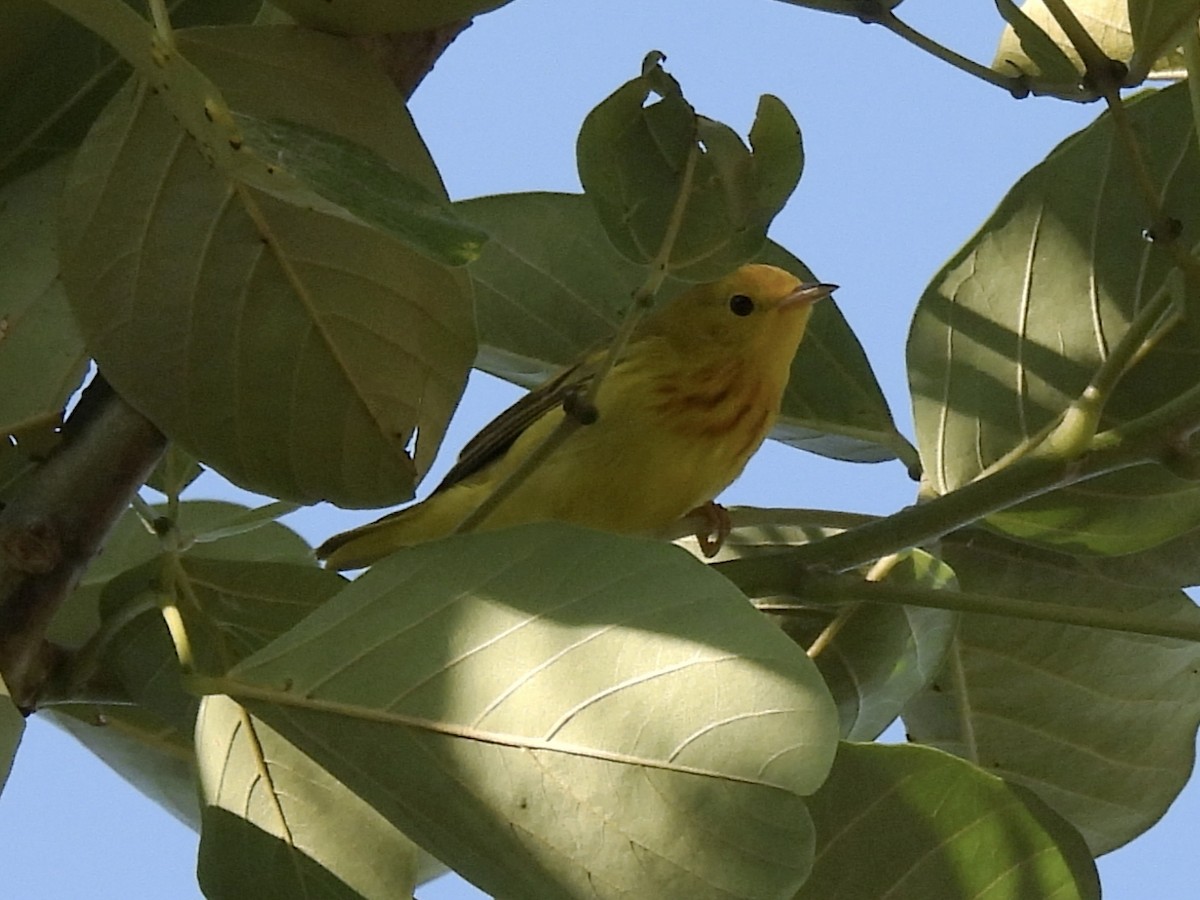 Northern Yellow Warbler - ML644949145