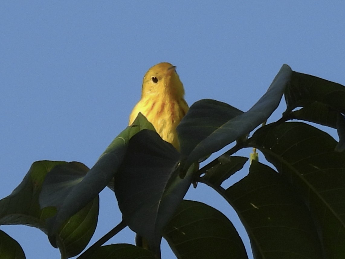 Northern Yellow Warbler - ML644949146