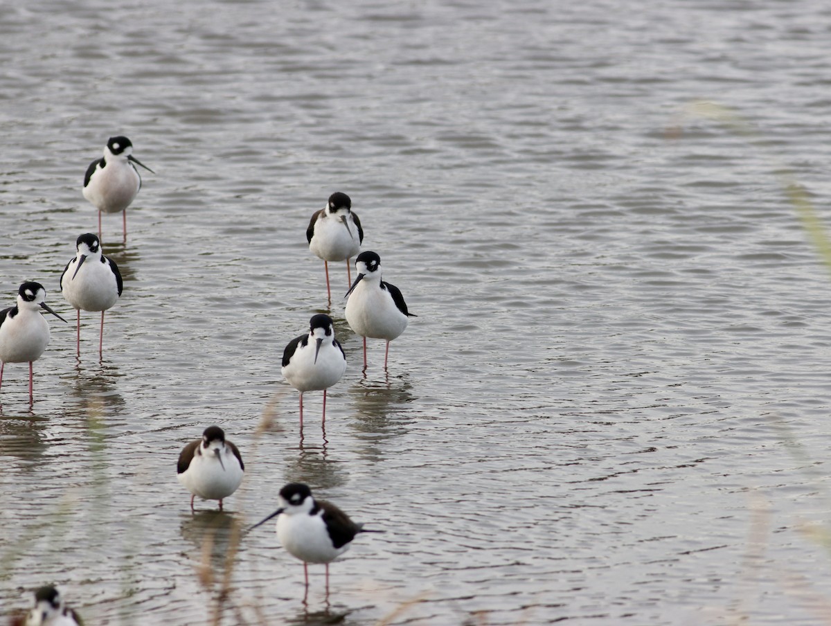 Black-necked Stilt - ML644949147