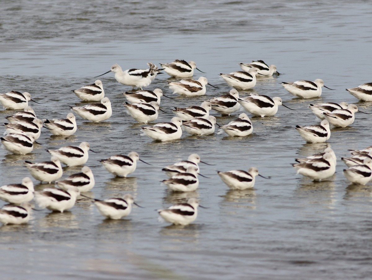 American Avocet - ML644949156