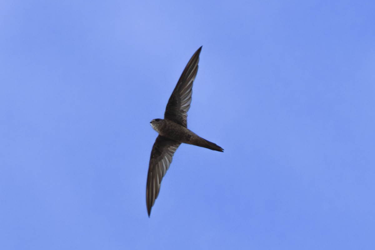 Kara Ebabil - ML644949157