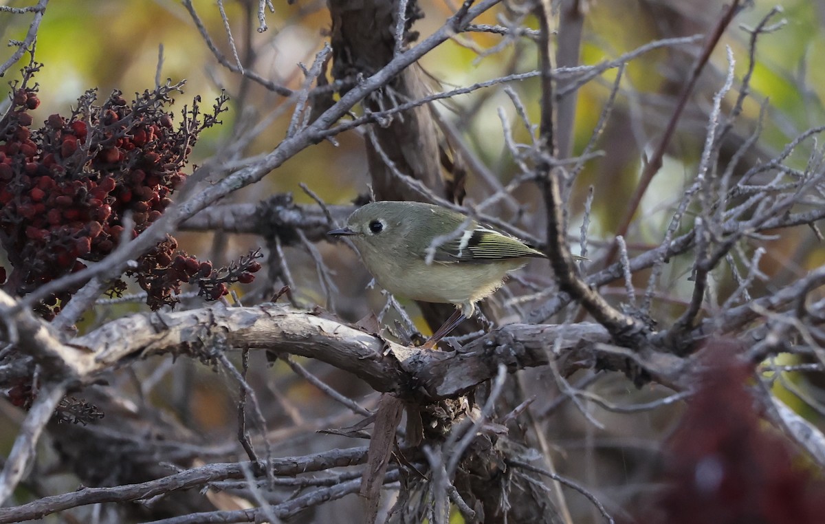Ruby-crowned Kinglet - ML644949174