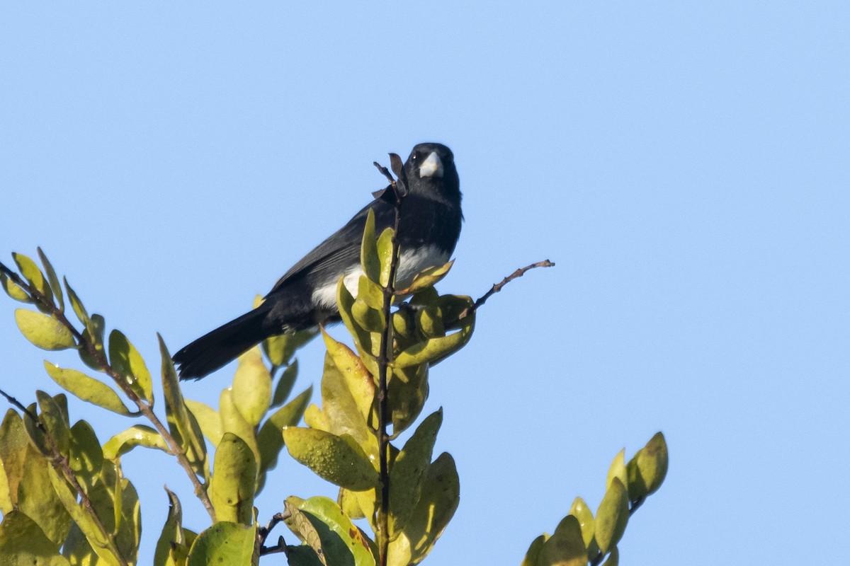 Cone-billed Tanager - ML644949180
