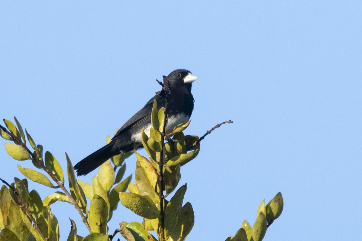 Cone-billed Tanager - ML644949181