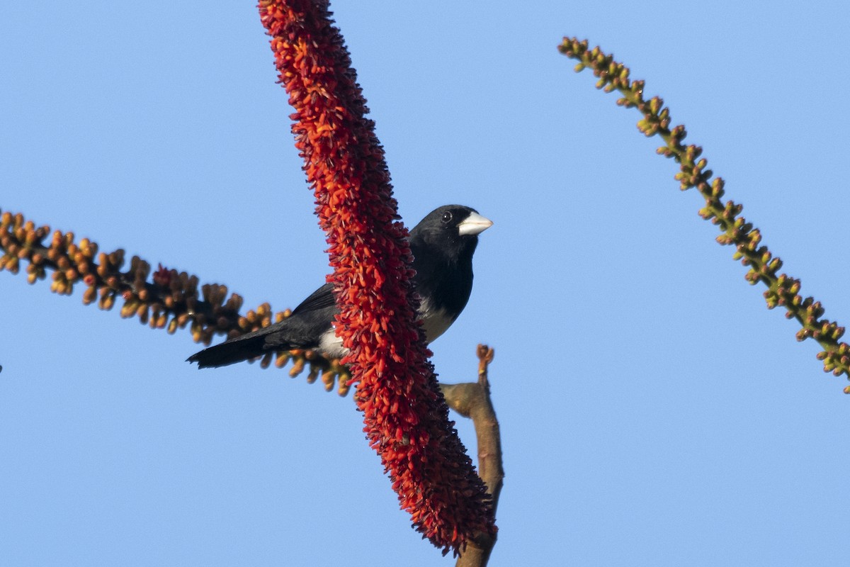Cone-billed Tanager - ML644949182