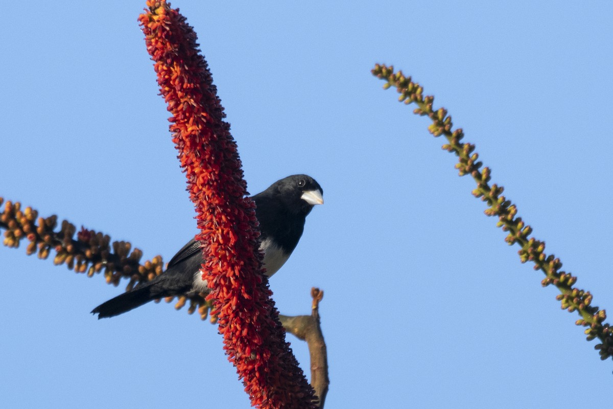 Cone-billed Tanager - ML644949183