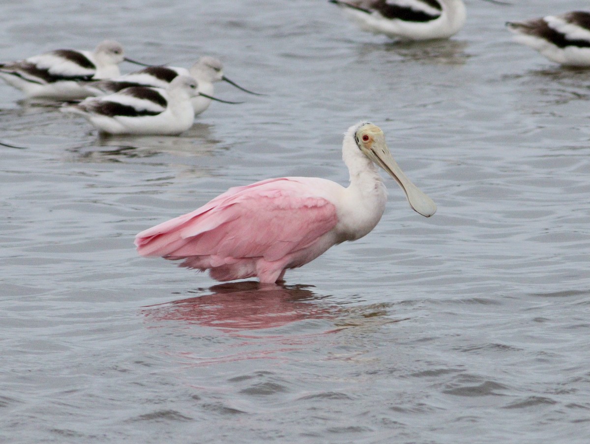 Roseate Spoonbill - ML644949184