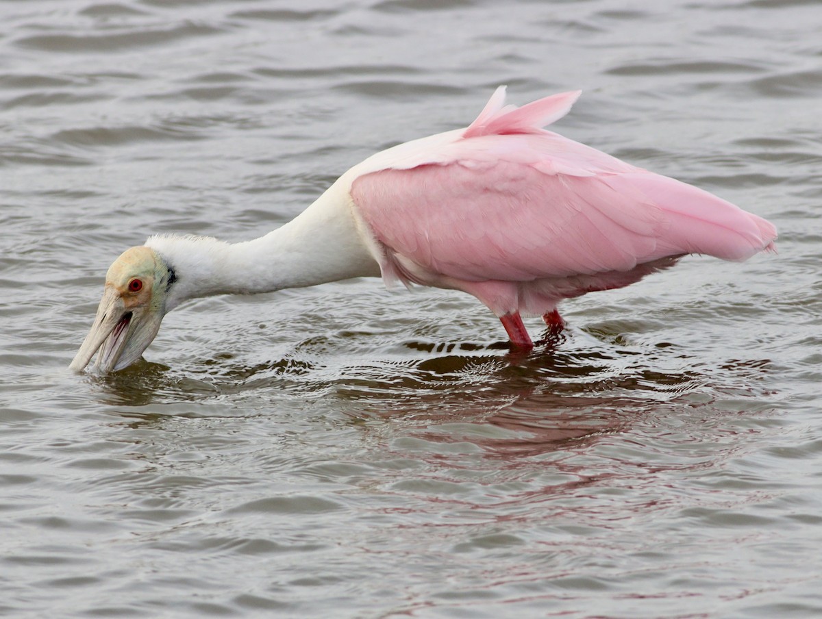 Roseate Spoonbill - ML644949185