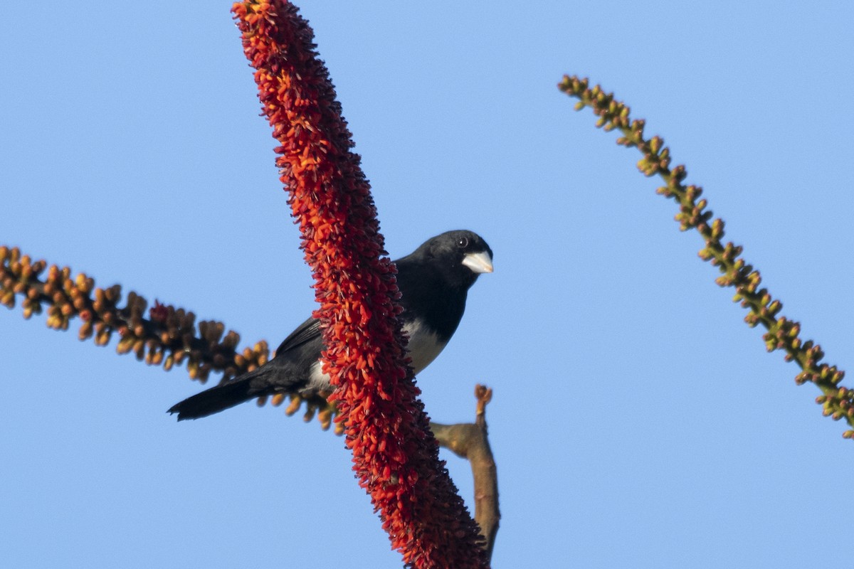 Cone-billed Tanager - ML644949186