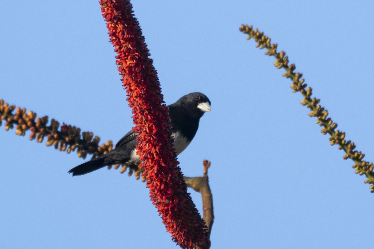 Cone-billed Tanager - ML644949187