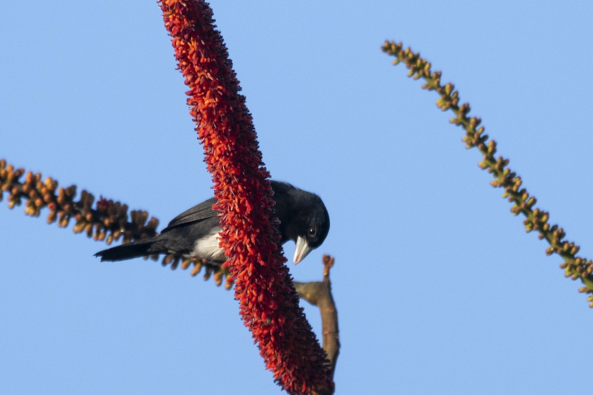 Cone-billed Tanager - ML644949188