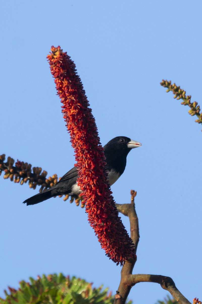Cone-billed Tanager - ML644949189