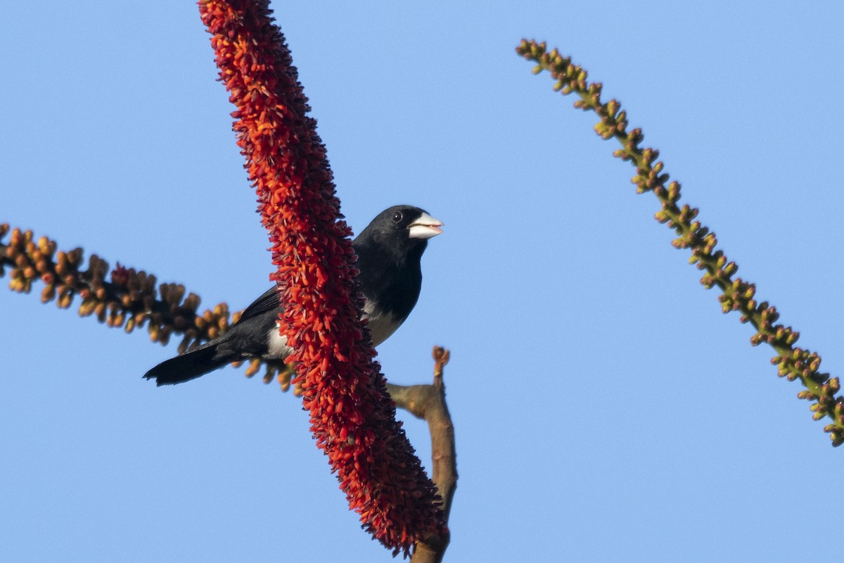 Cone-billed Tanager - ML644949190