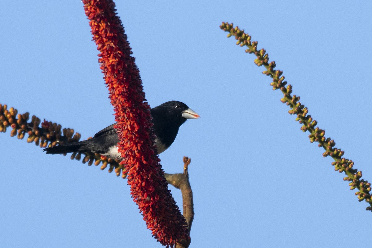 Cone-billed Tanager - ML644949191