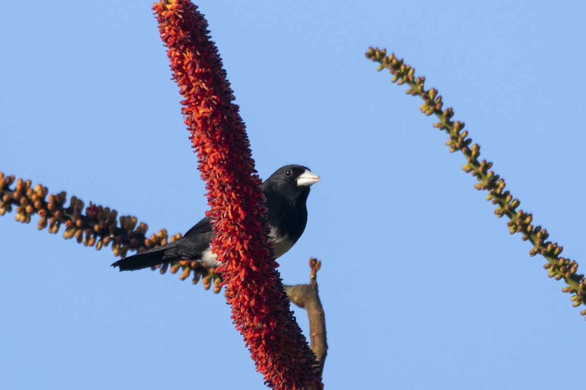 Cone-billed Tanager - ML644949192