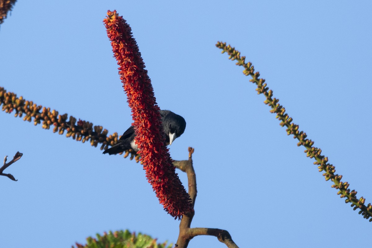 Cone-billed Tanager - ML644949193