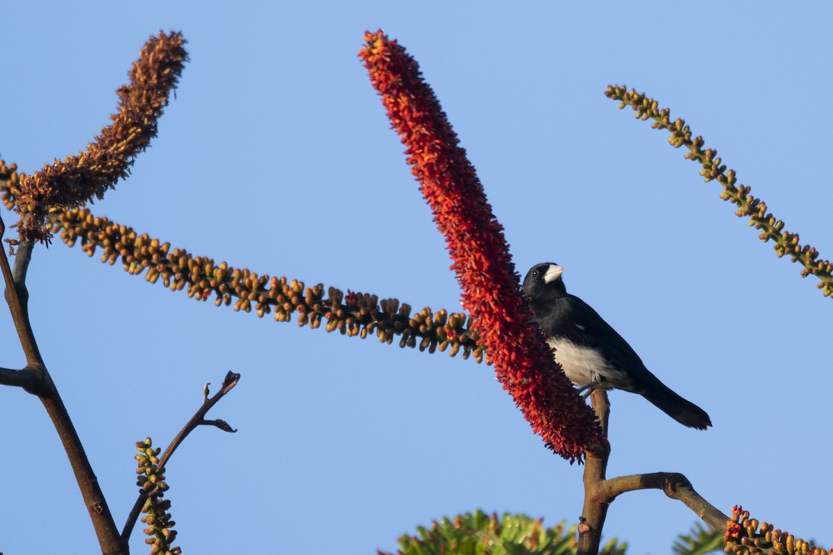 Cone-billed Tanager - ML644949196