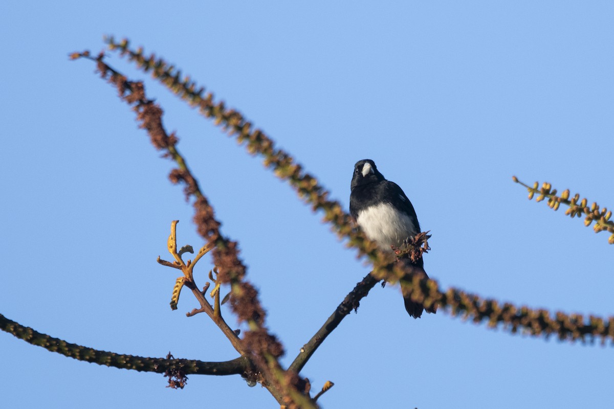 Cone-billed Tanager - ML644949197