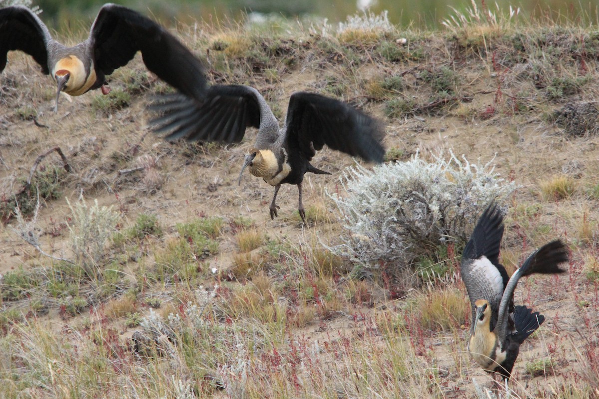 ibis laločnatý - ML644949206