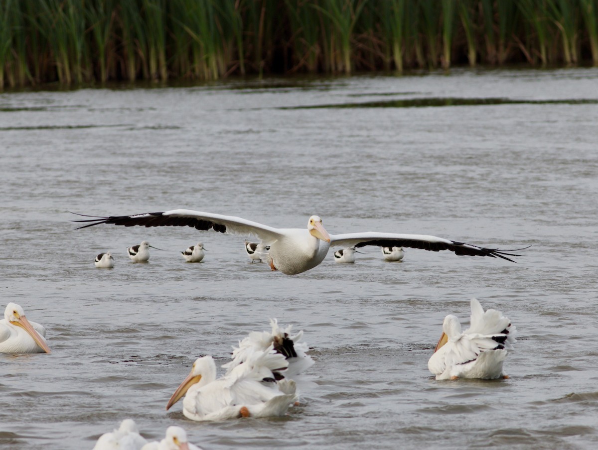 American White Pelican - ML644949214