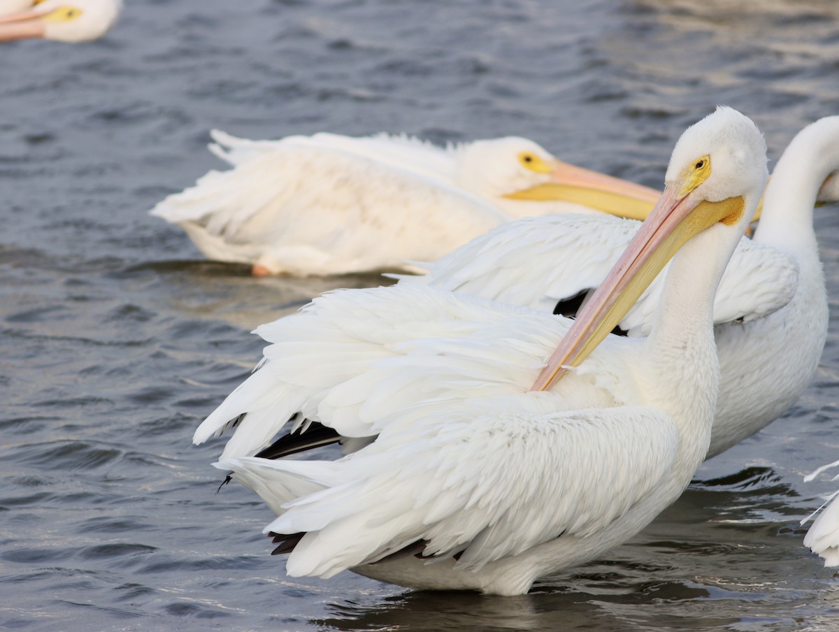 American White Pelican - ML644949215