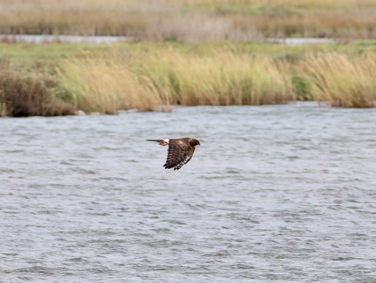 Northern Harrier - ML644949225