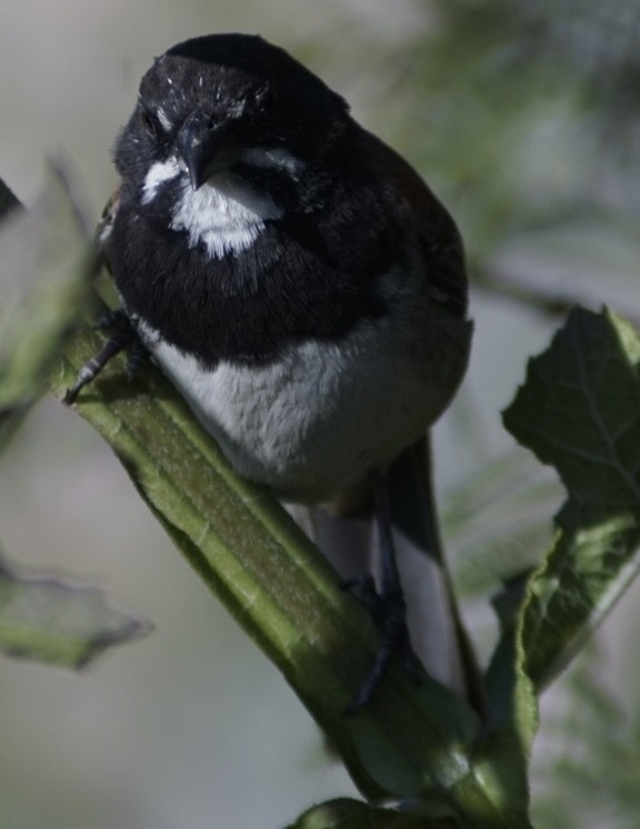 Black-chested Sparrow - ML644949284