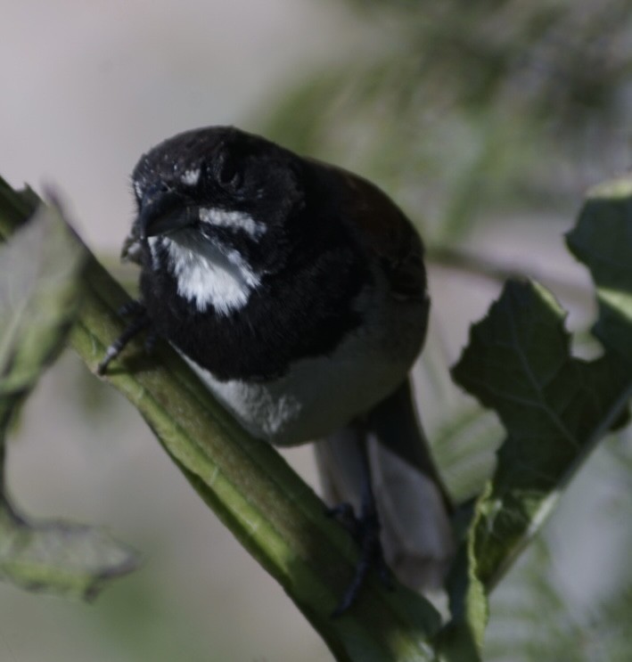 Black-chested Sparrow - ML644949285