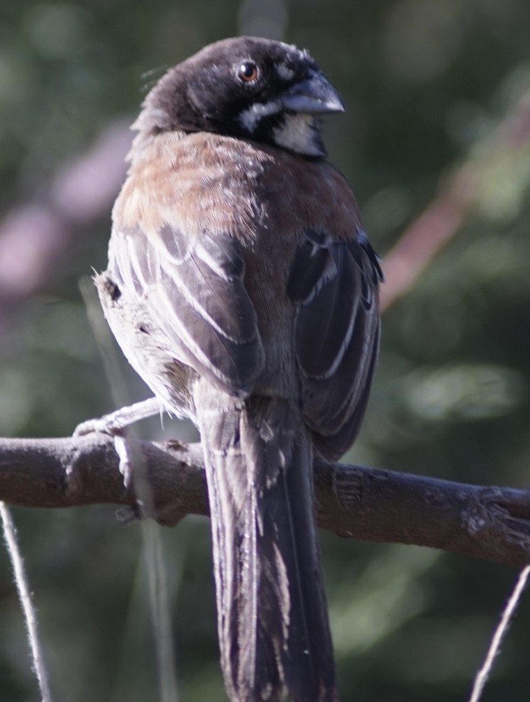 Black-chested Sparrow - ML644949286