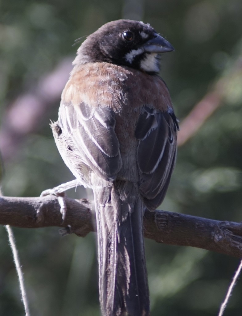 Black-chested Sparrow - ML644949287