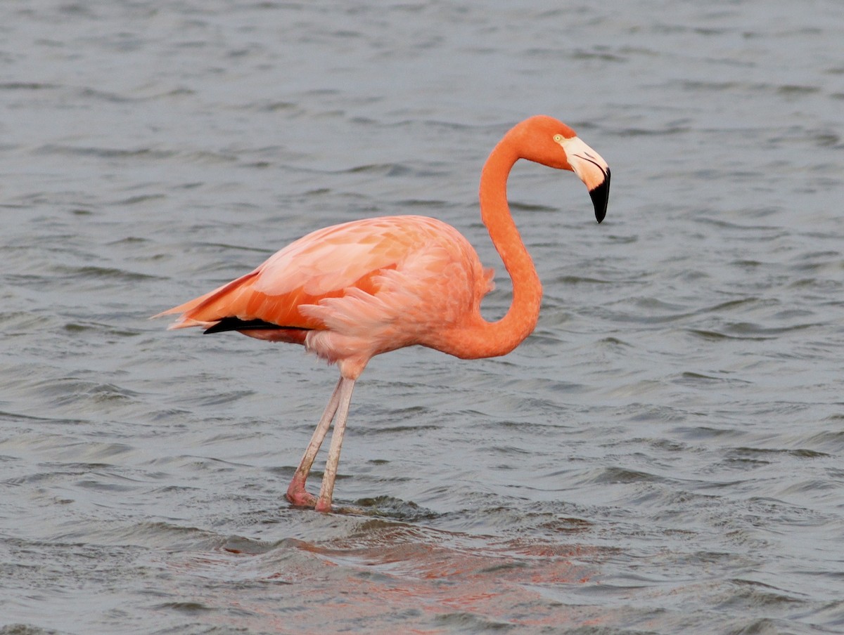 American Flamingo - ML644949296