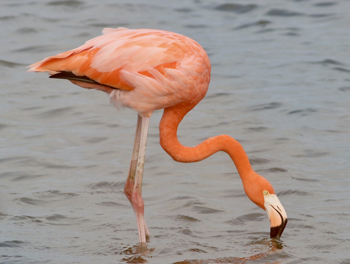 American Flamingo - ML644949297