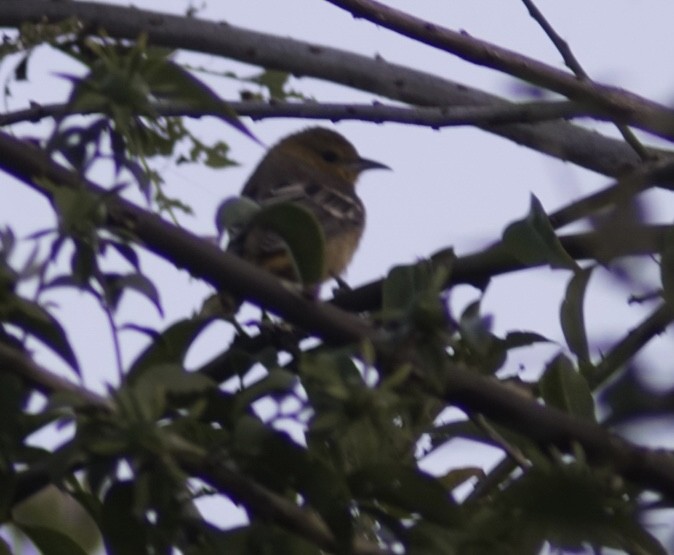 Hooded Oriole - ML644949321