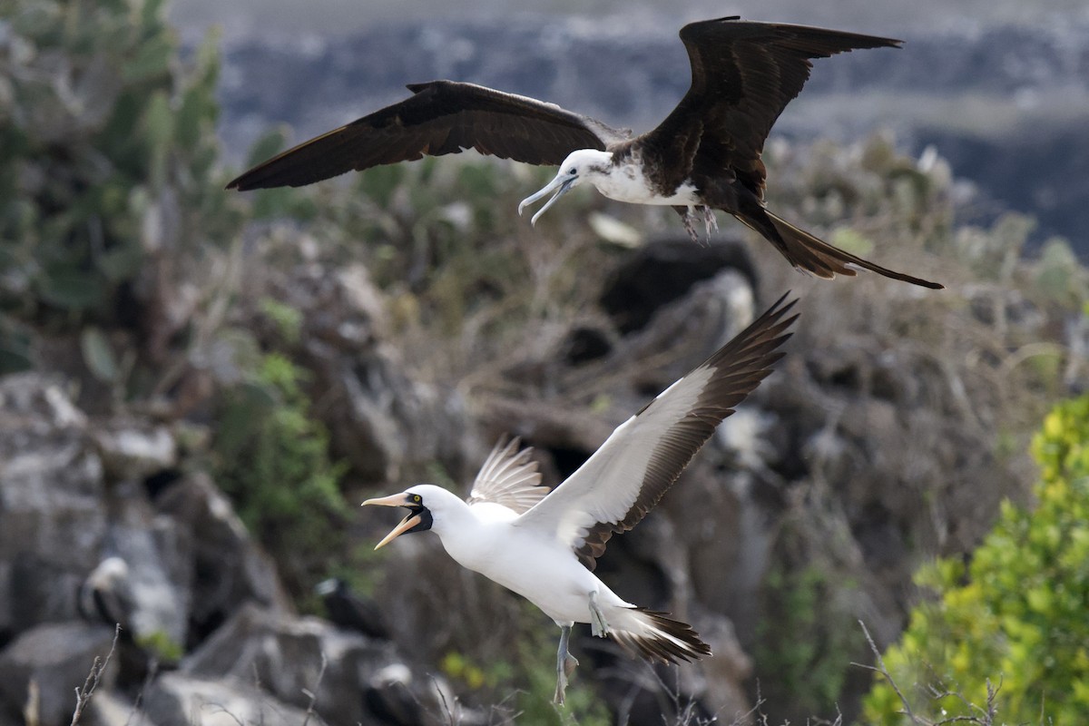 Nazca Booby - ML644949327