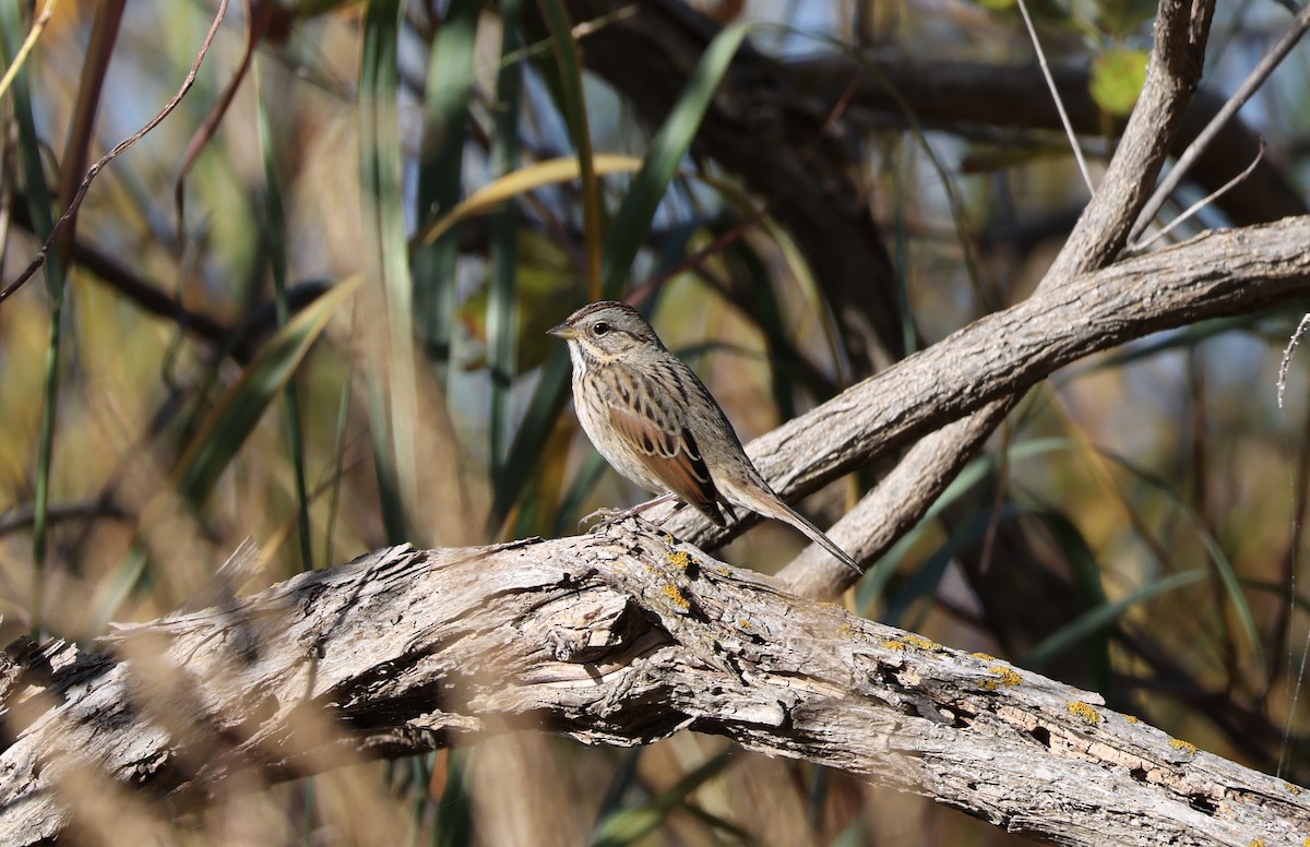 Lincoln's Sparrow - ML644949328