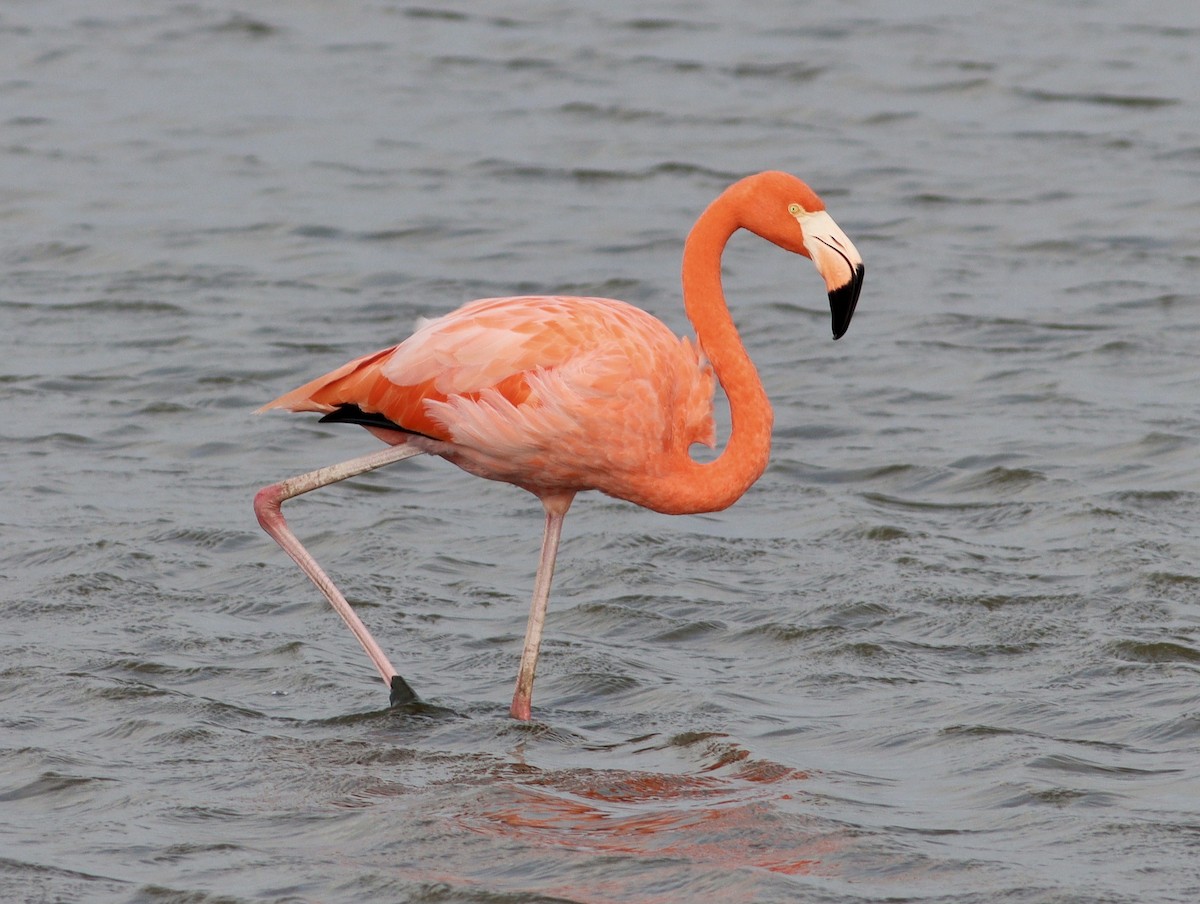 American Flamingo - ML644949330