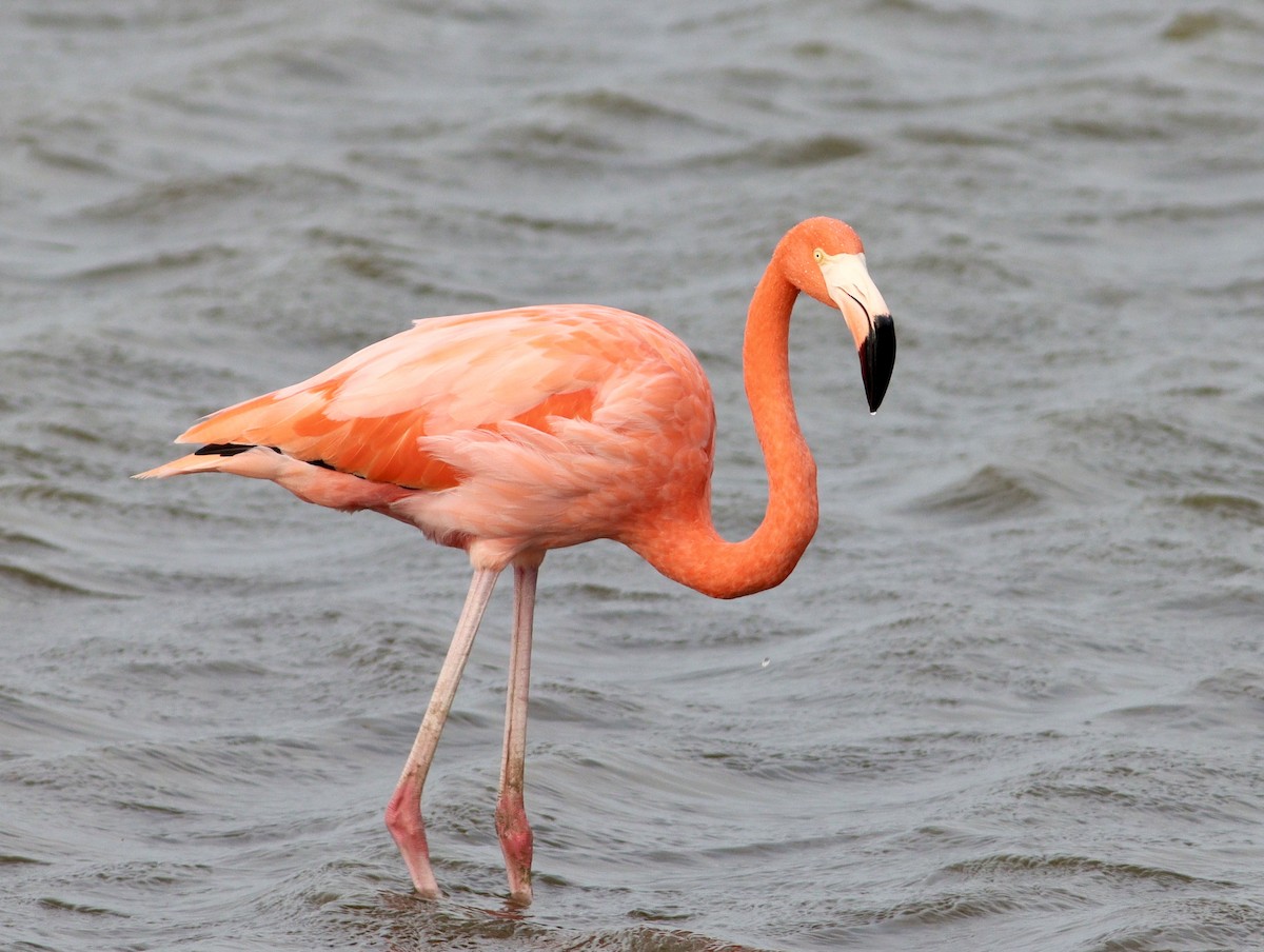 American Flamingo - ML644949331