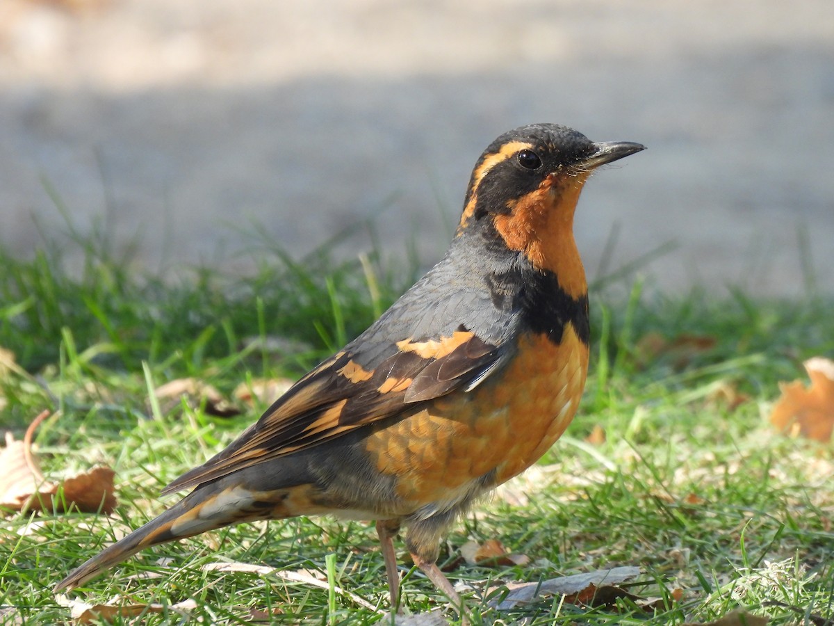 Varied Thrush - ML644949335