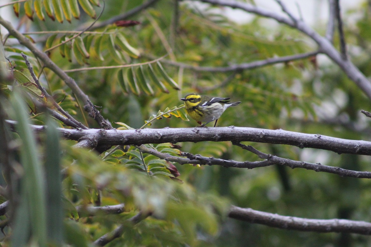 Townsend's Warbler - ML644949345