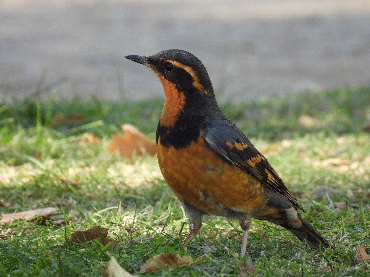 Varied Thrush - ML644949360